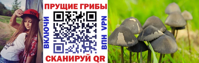 Псилоцибиновые грибы GOLDEN TEACHER  Миасс 